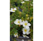 Potentilla fruticosa 'Abbotswood' / Potentille arbustive blanche