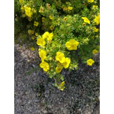 Potentilla fruticosa 'Goldfinger' / Potentille arbustive jaune