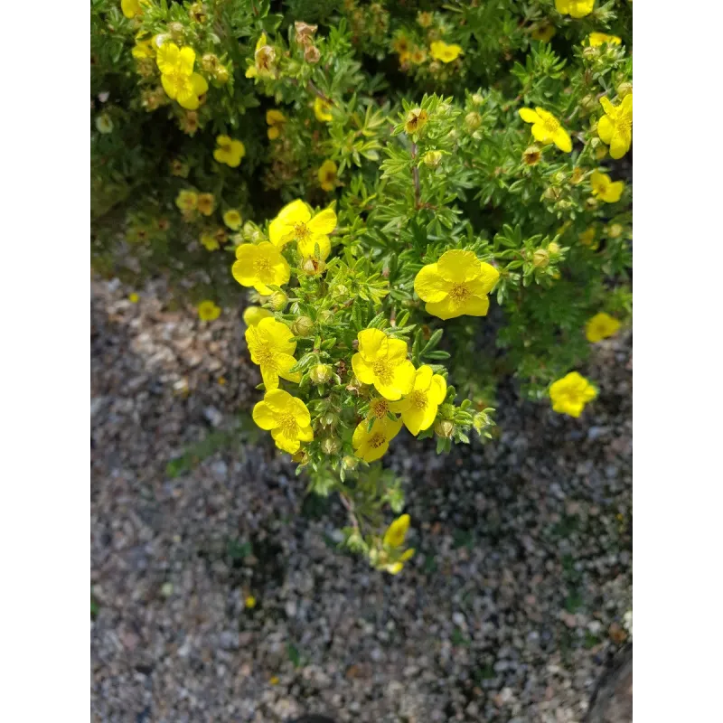 Potentilla fruticosa 'Goldfinger' / Potentille arbustive jaune