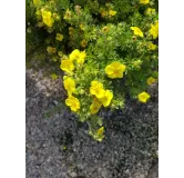 Potentilla fruticosa 'Goldfinger' / Potentille arbustive jaune