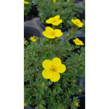 Potentilla fruticosa 'Sommerflor' / Potentille arbustive jaune clair