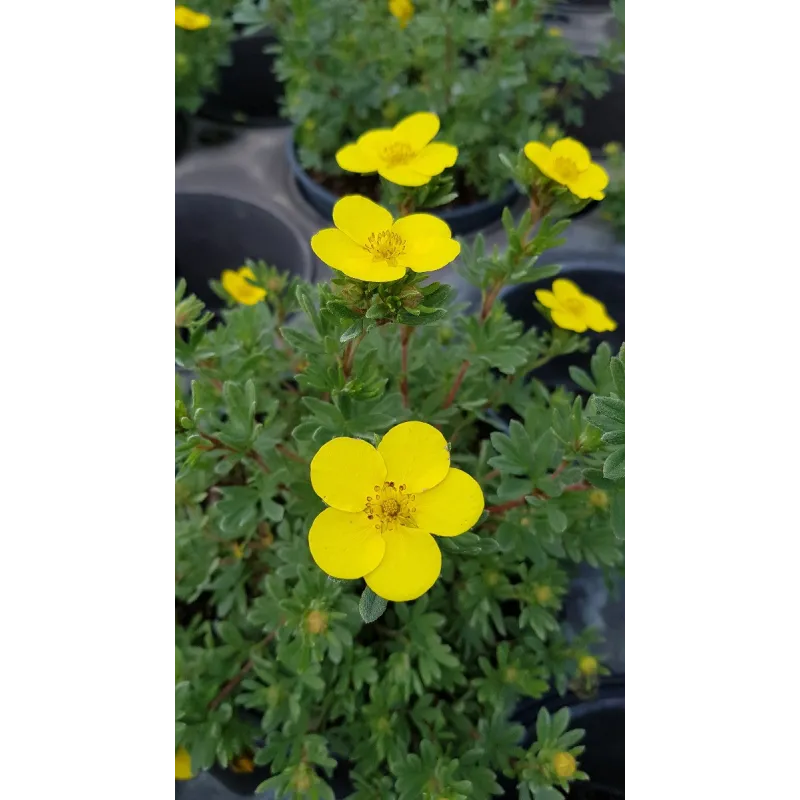 Potentilla fruticosa 'Sommerflor' / Potentille arbustive jaune clair