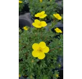 Potentilla fruticosa 'Sommerflor' / Potentille arbustive jaune clair