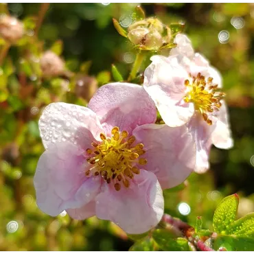 Potentilla fruticosa 'New Dawn' / Potentille arbustive rose tendre