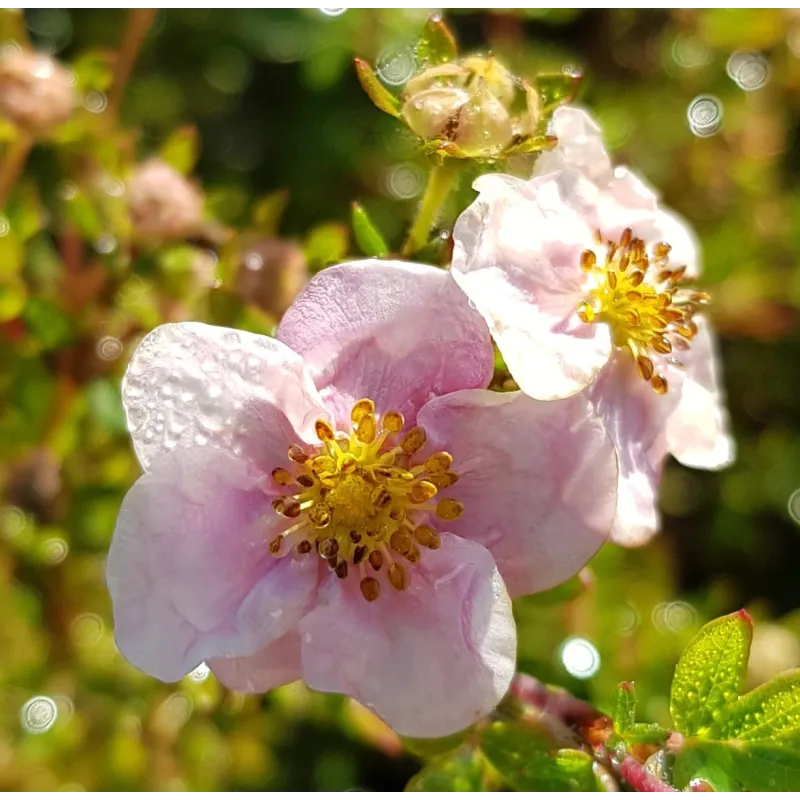 Potentilla fruticosa 'New Dawn' / Potentille arbustive rose tendre