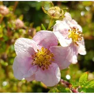 Potentilla fruticosa 'New Dawn' / Potentille arbustive rose tendre