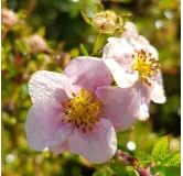 Potentilla fruticosa 'New Dawn' / Potentille arbustive rose tendre