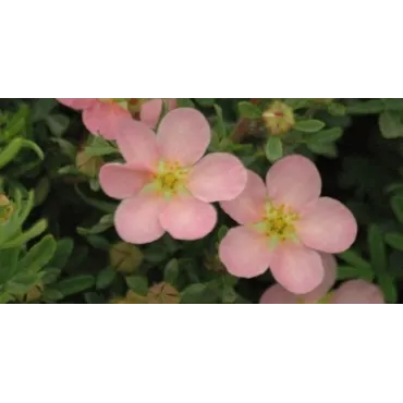 Potentilla fruticosa 'Pink Queen' / Potentille arbustive rose clair