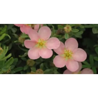 Potentilla fruticosa 'Pink Queen' / Potentille arbustive rose clair