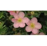 Potentilla fruticosa 'Pink Queen' / Potentille arbustive rose clair