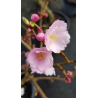 Prunus x 'Accolade' / Cerisier du Japon