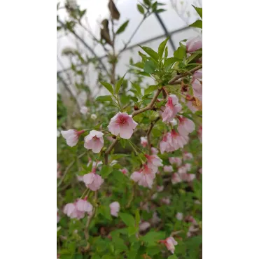 Prunus incisa 'Kojo No Mai'  / Cerisier Ã  fleurs du Japon nain