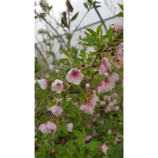 Prunus incisa 'Kojo No Mai'  / Cerisier Ã  fleurs du Japon nain