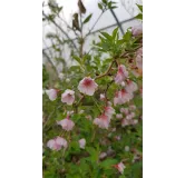 Prunus incisa 'Kojo No Mai'  / Cerisier Ã  fleurs du Japon nain