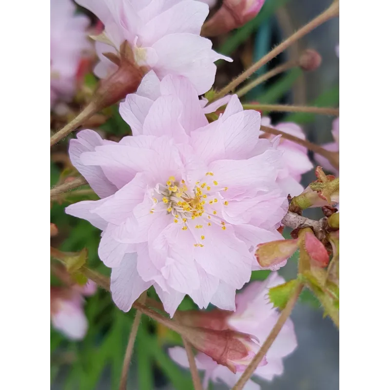 Prunus incisa 'Oshidori'  / Cerisier Ã  fleurs du Japon nain