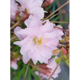 Prunus incisa 'Oshidori'  / Cerisier Ã  fleurs du Japon nain