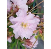 Prunus incisa 'Oshidori'  / Cerisier Ã  fleurs du Japon nain