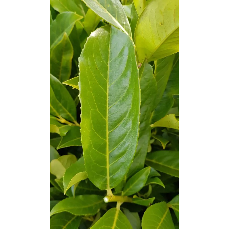 Prunus laurocerasus 'Caucasica Fontanettes' / Laurier palme