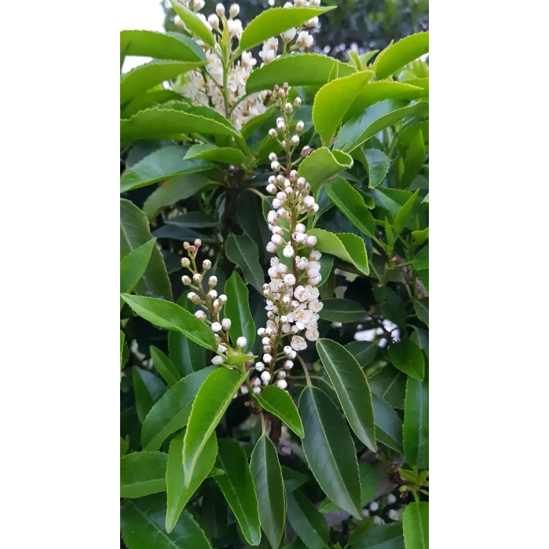 Prunus lusitanica / Laurier du Portugal