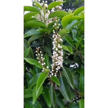 Prunus lusitanica / Laurier du Portugal