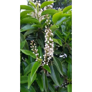 Prunus lusitanica / Laurier du Portugal