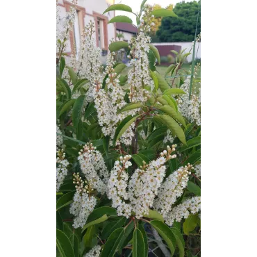 Prunus lusitanica 'Angustifolia' / Laurier du Portugal pyramidale