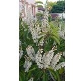 Prunus lusitanica 'Angustifolia' / Laurier du Portugal pyramidale