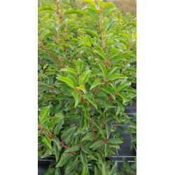 Prunus lusitanica 'Brenelia'Â® / Laurier du Portugal