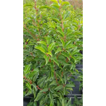 Prunus lusitanica 'Brenelia'Â® / Laurier du Portugal