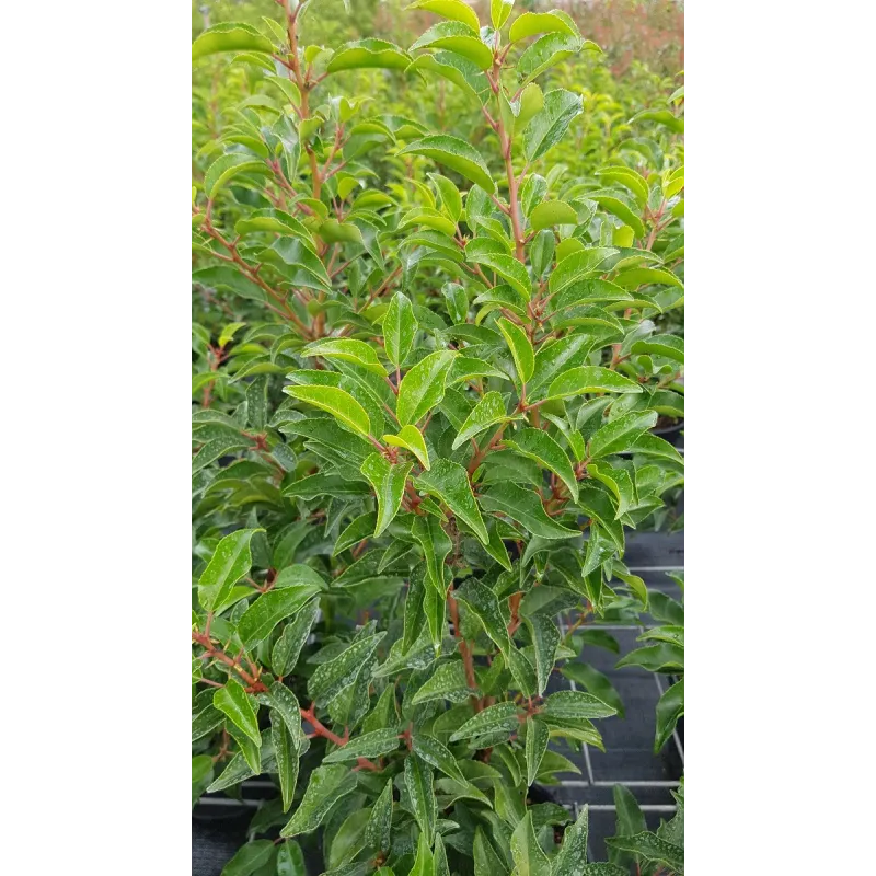 Prunus lusitanica 'Brenelia'Â® / Laurier du Portugal