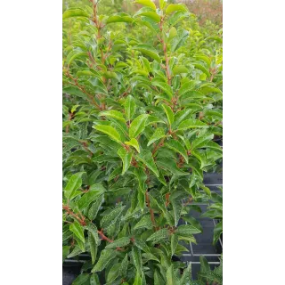 Prunus lusitanica 'Brenelia'Â® / Laurier du Portugal