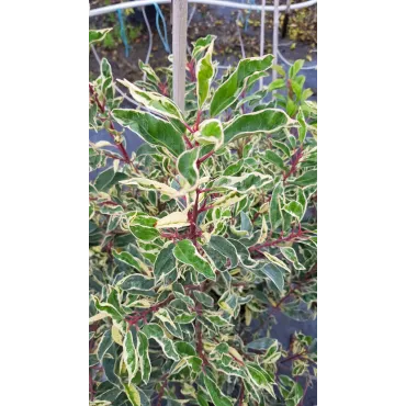 Prunus lusitanica 'Variegata' / Laurier du Portugal panachÃ©