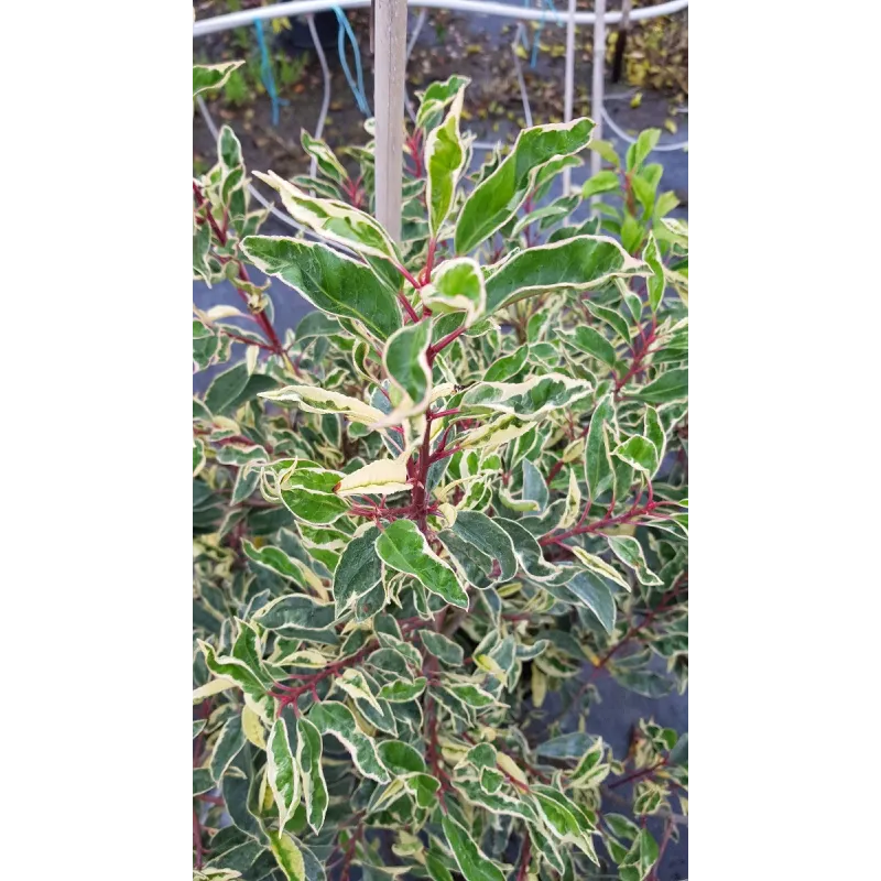 Prunus lusitanica 'Variegata' / Laurier du Portugal panachÃ©