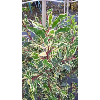 Prunus lusitanica 'Variegata' / Laurier du Portugal panachÃ©