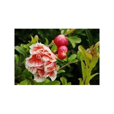 Punica granatum 'Legrelliae' / Grand grenadier Ã  fleurs