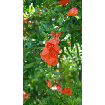 Punica granatum 'Nana Gracilissima' / Grenadier Ã  fleurs nain