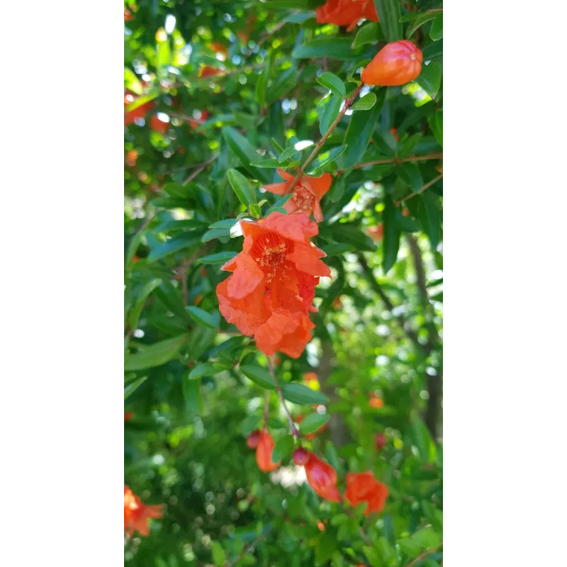 Punica granatum 'Nana Gracilissima' / Grenadier Ã  fleurs nain