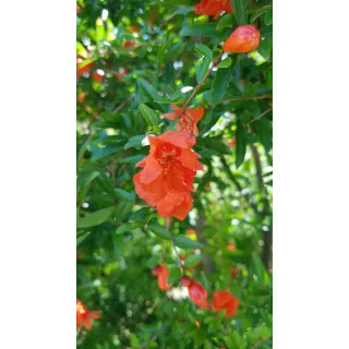 Punica granatum 'Nana Gracilissima' / Grenadier Ã  fleurs nain