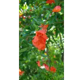 Punica granatum 'Nana Gracilissima' / Grenadier Ã  fleurs nain