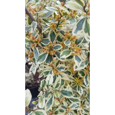 Rhamnus alaternus 'Argenteovariegata' / Alaterne panachÃ©