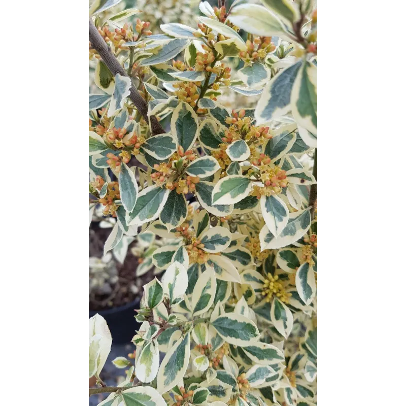 Rhamnus alaternus 'Argenteovariegata' / Alaterne panachÃ©