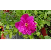 Rosa rugosa ANGELIAÂ® PURPLE 'Minrugo4v' / Rosier rugueux poupre