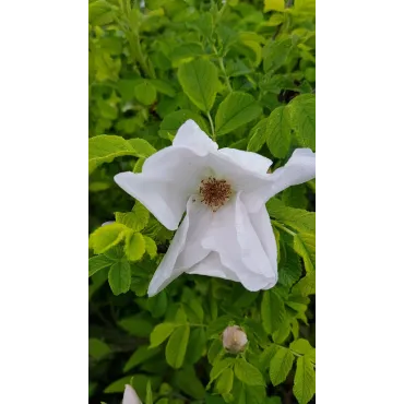 Rosa rugosa 'Alba' / Rosier rugueux blanc