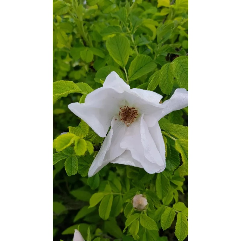 Rosa rugosa 'Alba' / Rosier rugueux blanc