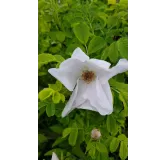 Rosa rugosa 'Alba' / Rosier rugueux blanc