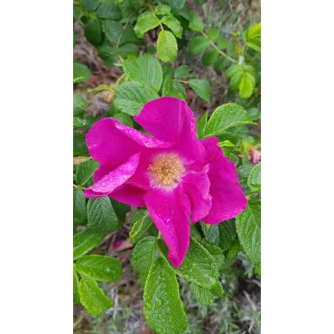 Rosa rugosa 'Rubra' / Rosier rugueux rouge