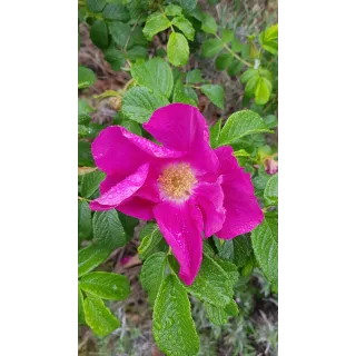 Rosa rugosa 'Rubra' / Rosier rugueux rouge