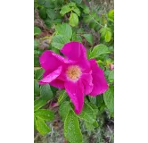 Rosa rugosa 'Rubra' / Rosier rugueux rouge