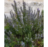 Rosmarinus officinalis / Romarin officinal