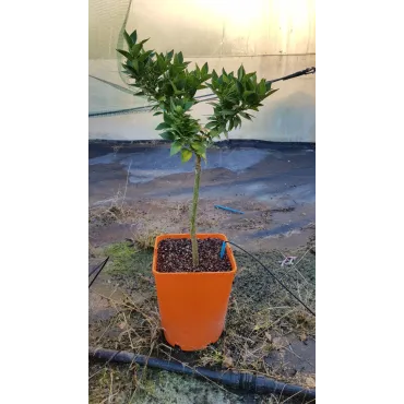 Citrus myrtifolia greffÃ© sur Poncirus trifoliata / Mandarinier Chinois - Chinotto